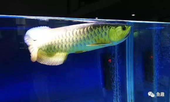 龍魚40長到60需要多久【從40厘米長到60厘米所需時間有所不同的龍魚生長速度受基因影響】 龍魚40長到60需要多久【從40厘米長到60厘米所需時間有所不同的龍魚生長速度受基因影響】 龍魚百科 第2張