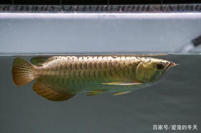 龍魚40長到60需要多久【從40厘米長到60厘米所需時間有所不同的龍魚生長速度受基因影響】 龍魚40長到60需要多久【從40厘米長到60厘米所需時間有所不同的龍魚生長速度受基因影響】 龍魚百科 第1張