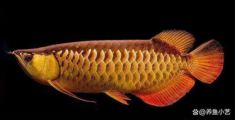 如何快速鑒別金龍魚等級？