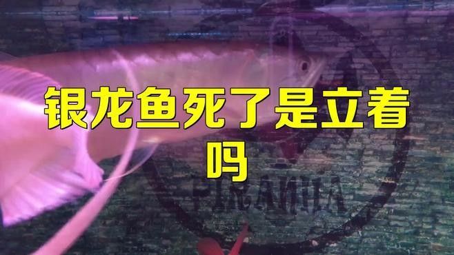 銀龍魚死了是立著嗎