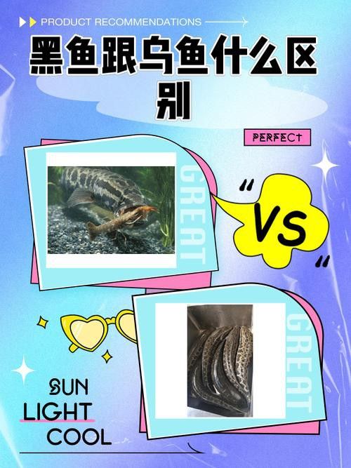 烏魚跟龍魚的區別是什么呢