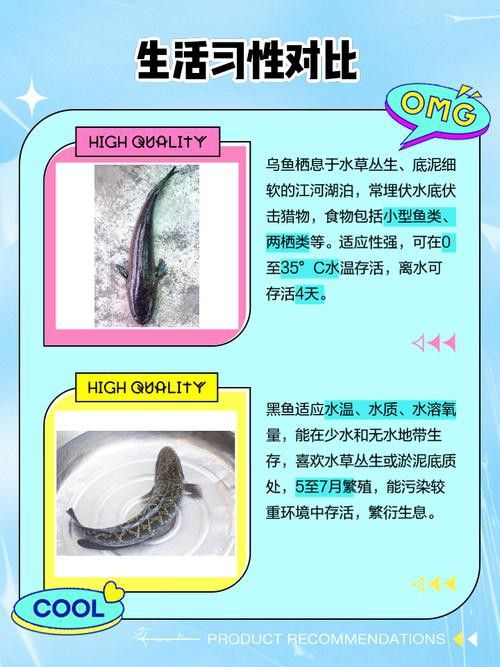 烏魚跟龍魚的區別是什么呢