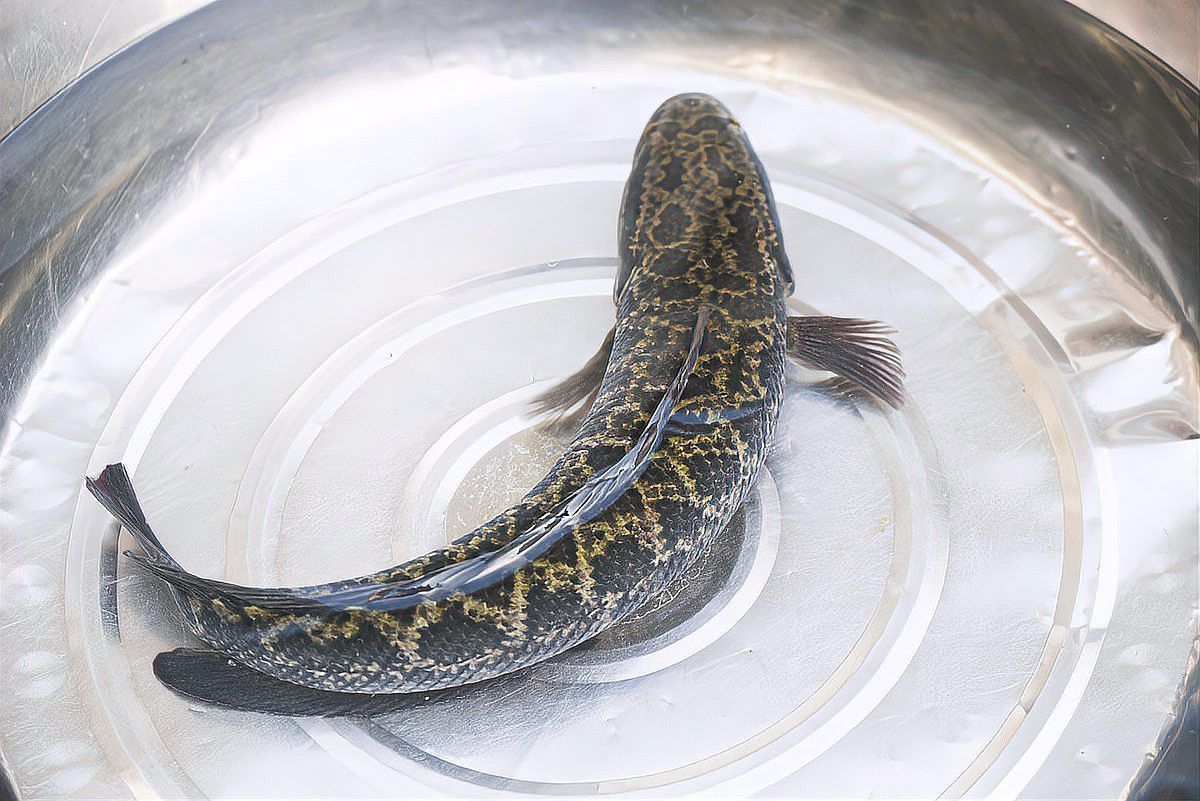 烏魚跟龍魚的區別是什么呢