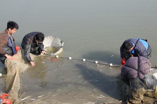 龍魚吃東西卡了怎么辦:龍魚吃東西卡住時,應立即采取以下措施來救助龍魚: 龍魚百科 第1張 龍魚吃東西卡了怎么辦:龍魚吃東西卡住時,應立即采取以下措施來救助龍魚: 龍魚吃東西卡了怎么辦:龍魚吃東西卡住時,應立即采取以下措施來救助龍魚: 龍魚百科 第1張