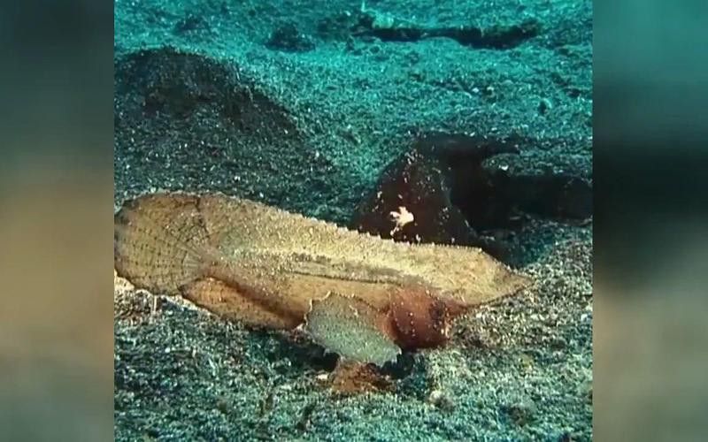 深海龍魚(yú)有哪些防御機(jī)制？