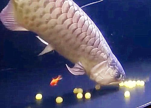 金龍魚嘴撞破皮了要緊嗎：金龍魚嘴巴受到了撞擊導致皮膚破裂，需要考慮幾個因素