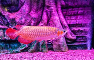 龍魚不活躍怎么回事兒：如何改善龍魚不活躍的現(xiàn)象