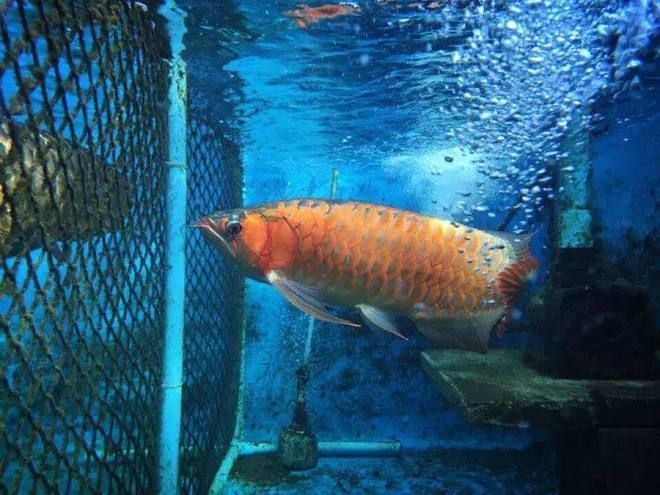 養(yǎng)龍魚的成本是多少：養(yǎng)一條龍魚的成本是多少？