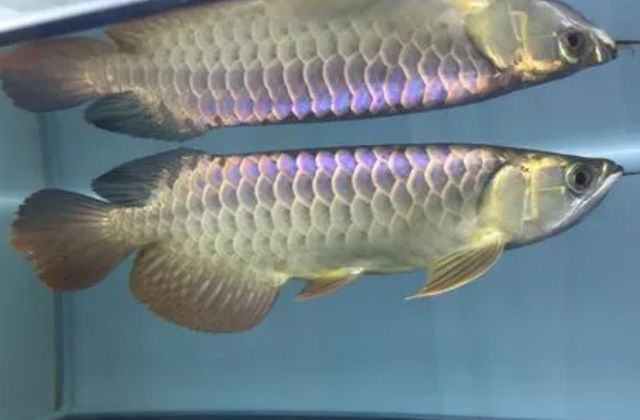最名貴的金龍魚(yú)叫什么品種的魚(yú)（全世界最名貴的金龍魚(yú)品種：血紅龍魚(yú)品種鑒賞指南）
