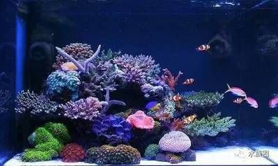 如何調節水族箱酸堿度：如何調節水族箱的酸堿度