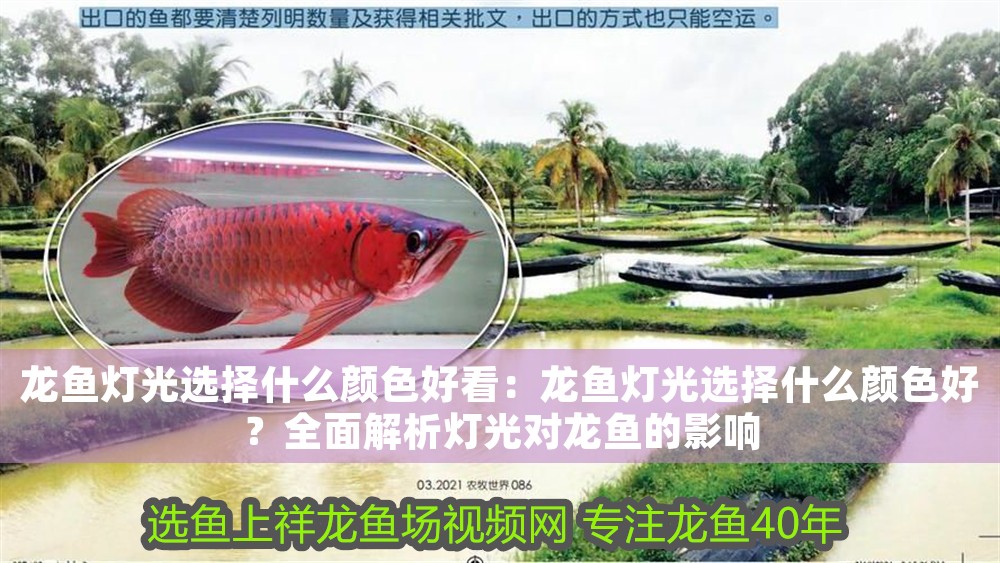 龍魚(yú)燈光選擇什么顏色好看：龍魚(yú)燈光選擇什么顏色好？全面解析燈光對(duì)龍魚(yú)的影響