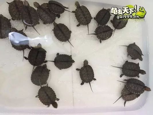 龍魚幼苗掛蛋苗有多長(zhǎng)：關(guān)于“龍魚幼苗掛蛋苗”的具體長(zhǎng)度詳情