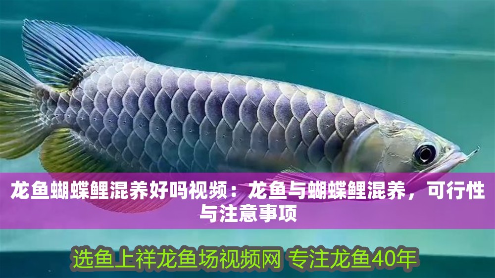 龍魚蝴蝶鯉混養好嗎視頻：龍魚與蝴蝶鯉混養，可行性與注意事項