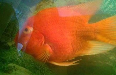 龍魚單眼突出：龍魚單眼突出怎么辦