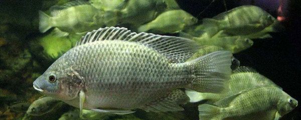 龍魚單眼突出：龍魚單眼突出怎么辦
