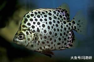 金鼓魚毒性強嗎