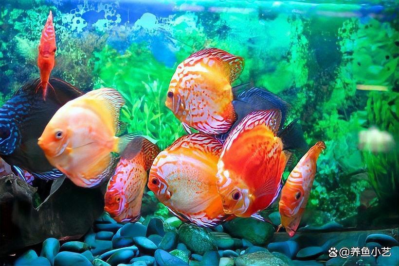 紅龍魚怎樣養才能更好的發色快呢