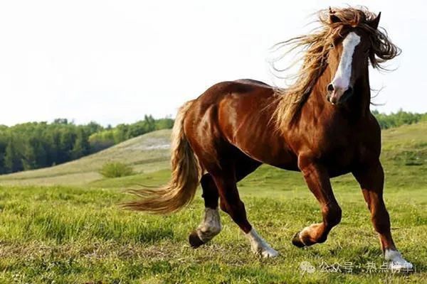 世界十大最貴龍魚排名