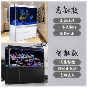 黑金魟魚批發：黑金魟魚怎么樣？