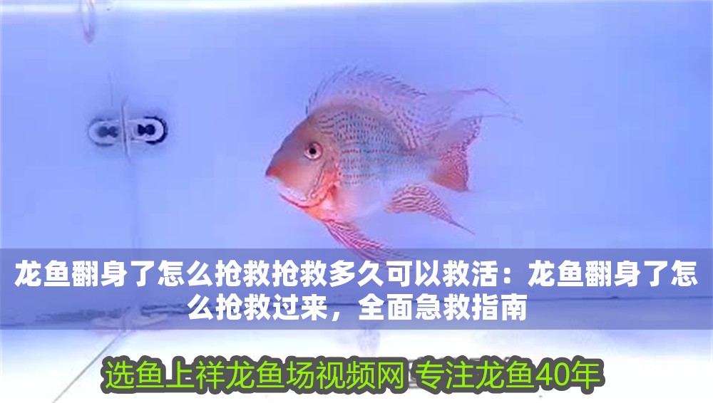 龍魚翻身了怎么搶救搶救多久可以救活：龍魚翻身了怎么搶救過來，全面急救指南