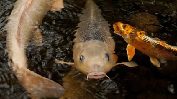 金龍魚眼睛上有白點用什么藥膏