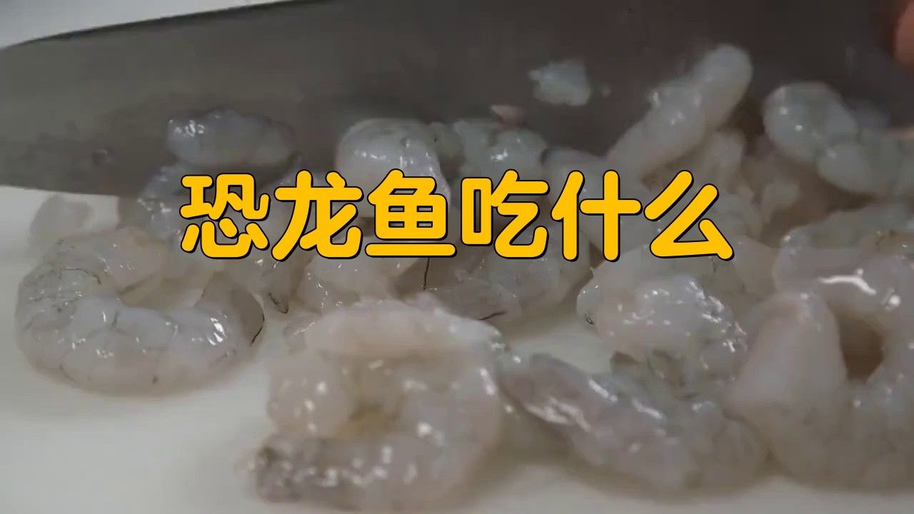 恐龍魚吃什么東西好