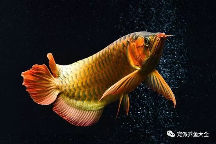 龍魚擺尾的原因（水質不佳可能導致龍魚出現各種疾病，包括掉尾可能是因為燒尾）
