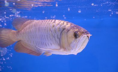 龍魚擺尾的原因（水質不佳可能導致龍魚出現各種疾病，包括掉尾可能是因為燒尾）