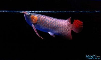 龍魚擺尾的原因（水質不佳可能導致龍魚出現各種疾病，包括掉尾可能是因為燒尾）