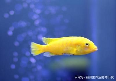 龍魚買回一段時間顏色變淡了（龍魚顏色變淡可能由多種原因引起，）