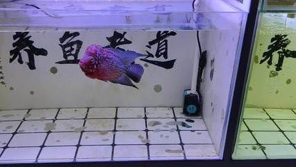 新龍魚入缸需要加鹽嗎，：新龍魚入缸時(shí)需要加鹽嗎