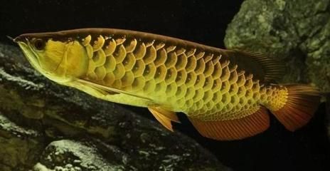 龍魚幾年產卵一次：龍魚的繁殖周期一般是多久？