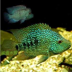 龍魚和虎鯊可以混養嘛：龍魚和虎鯊混養的注意事項