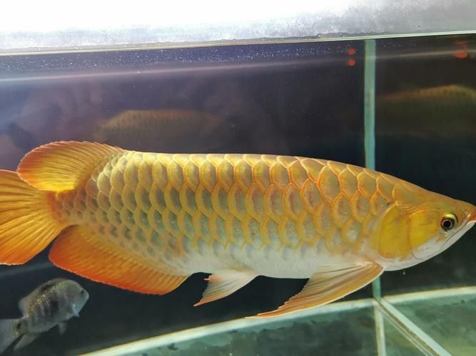 紅龍魚如何挑選品種圖片