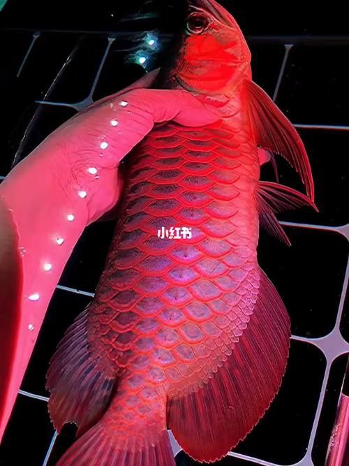 紅龍魚如何挑選品種圖片