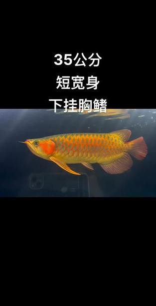 紅龍魚如何挑選品種圖片