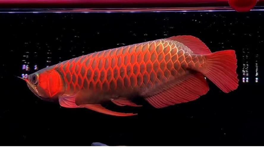 紅龍魚如何挑選品種圖片