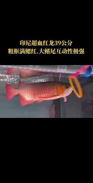 紅龍魚如何挑選品種圖片