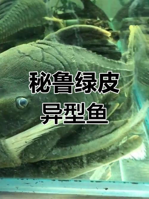 綠皮皇冠豹公母最簡單圖片