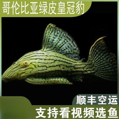 綠皮皇冠豹公母最簡單圖片