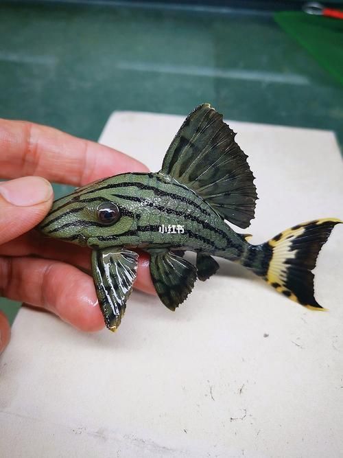 綠皮皇冠豹公母最簡單圖片