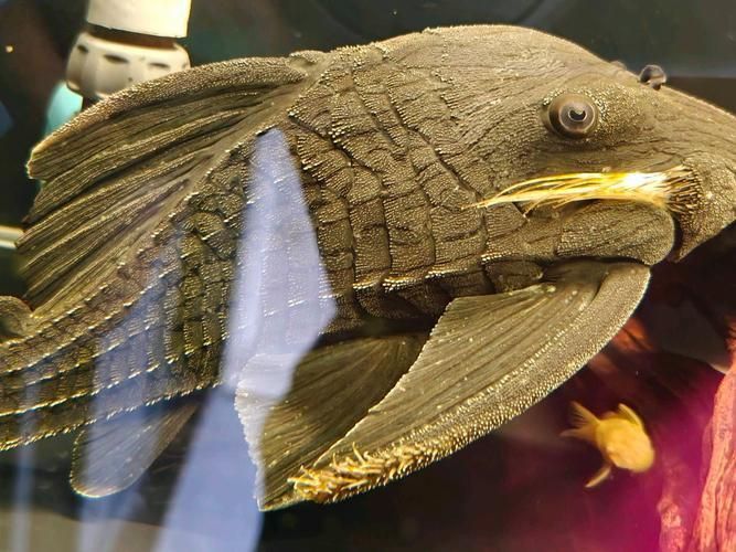 綠皮皇冠豹公母最簡單圖片