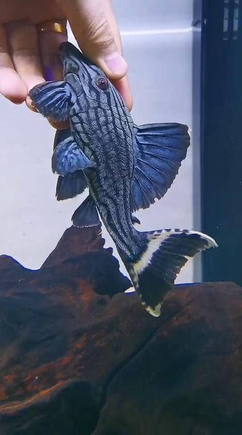 綠皮皇冠豹公母最簡單圖片