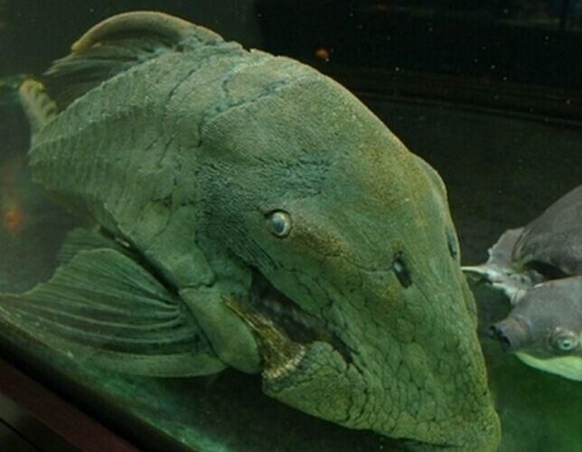 綠皮皇冠豹公母最簡單圖片