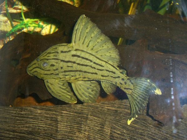 綠皮皇冠豹公母最簡單圖片