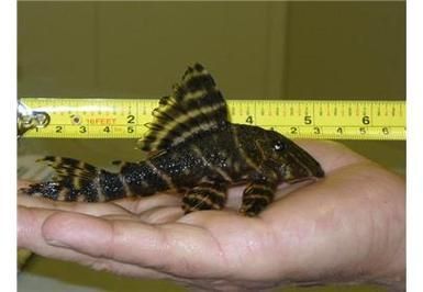 綠皮皇冠豹公母最簡單圖片