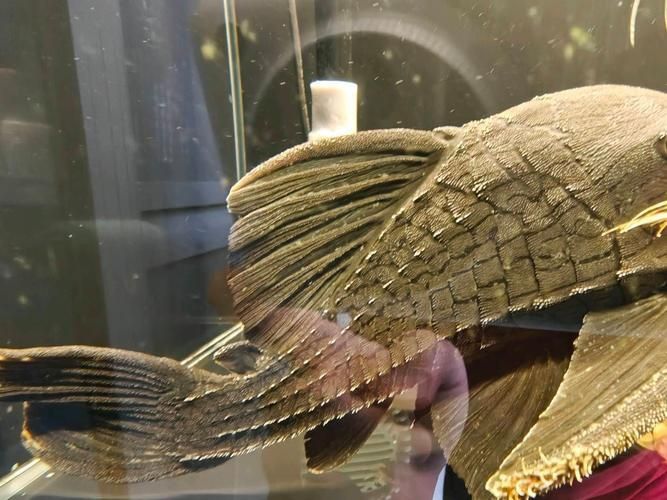 綠皮皇冠豹公母最簡單圖片