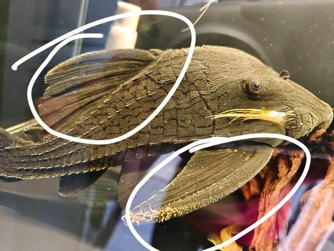 綠皮皇冠豹公母最簡單圖片