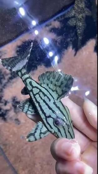 綠皮皇冠豹公母最簡單圖片
