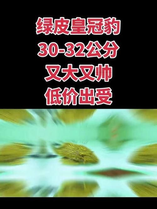 綠皮皇冠豹公母最簡單圖片